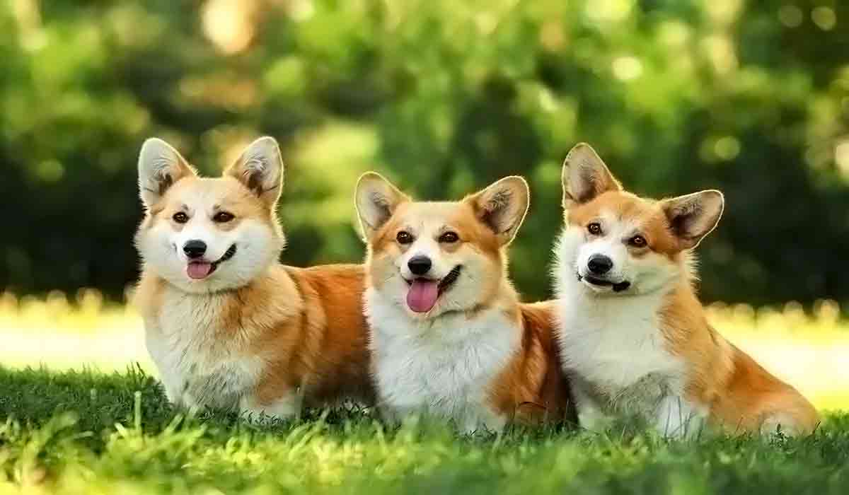 轰炸电话